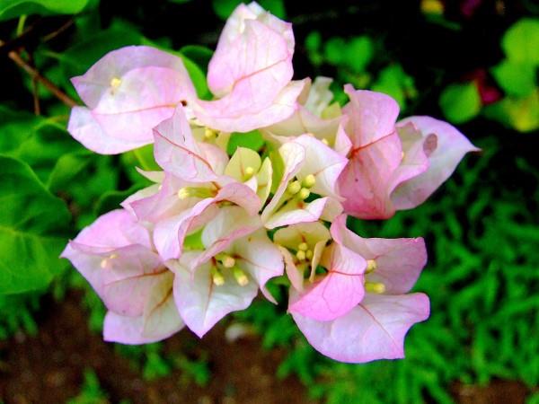 Συμβουλές φροντίδας Bougainvillea και ενδιαφέροντα στοιχεία για τα τριπλά λουλούδια ροζ λουλούδια όμορφα τρυφερά
