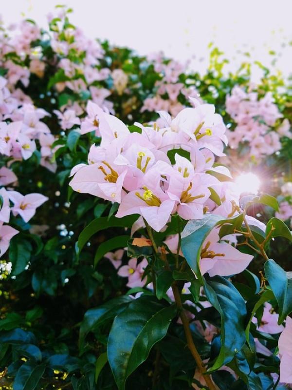 Συμβουλές φροντίδας Bougainvillea και στοιχεία για τα τριπλά λουλούδια ροζ λεβάντα με λουλούδια