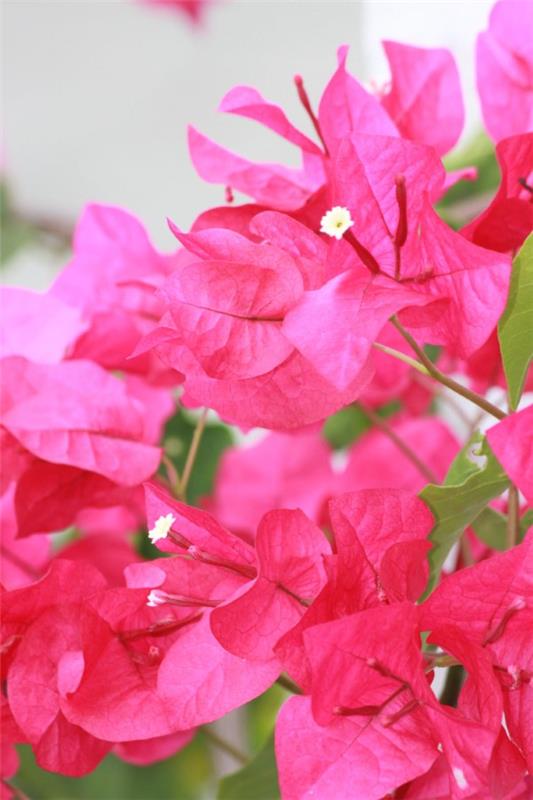 Συμβουλές φροντίδας Bougainvillea και ενδιαφέροντα γεγονότα για το τρίδυμο λουλούδι ροζ μοβ λουλούδια όμορφα