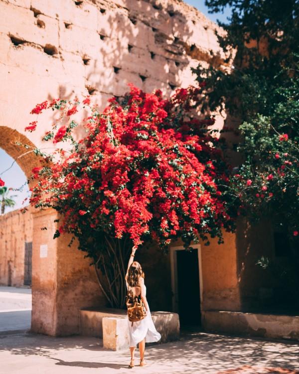 Συμβουλές φροντίδας Bougainvillea και ενδιαφέροντα στοιχεία για τα τριπλά λουλούδια κόκκινα λουλούδια αρκετά διακοσμητικά