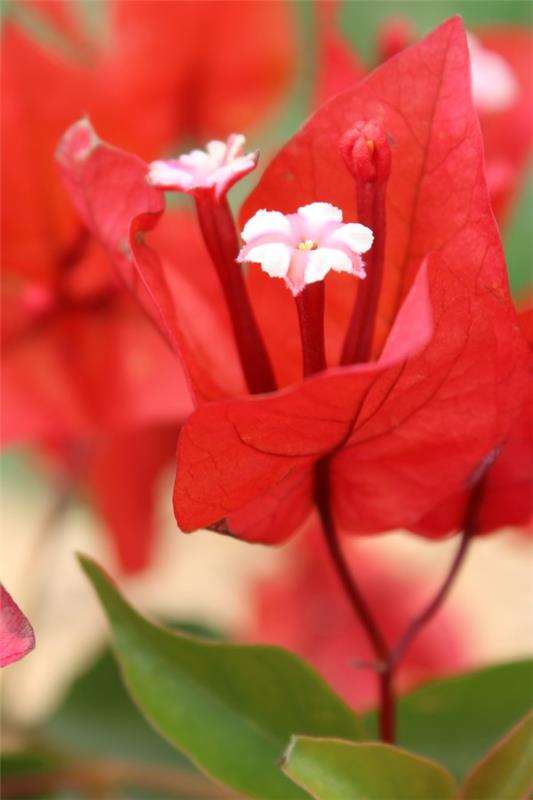 Συμβουλές φροντίδας Bougainvillea και ενδιαφέροντα στοιχεία για το τριπλό λουλούδι κόκκινα λουλούδια λευκά λουλούδια
