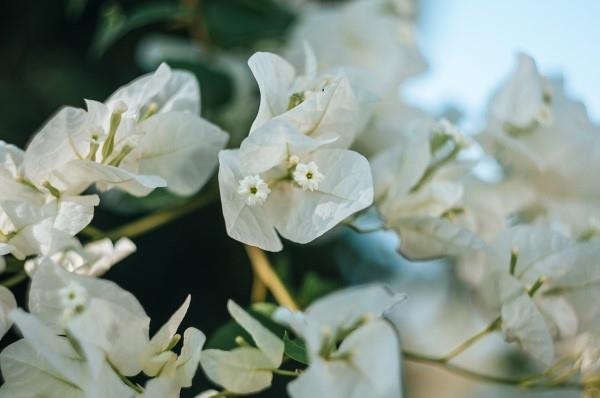 Συμβουλές φροντίδας Bougainvillea και πράγματα που αξίζει να γνωρίζετε για το τριπλό λουλούδι λευκά λουλούδια