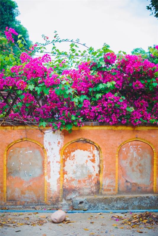 Συμβουλές φροντίδας Bougainvillea και ενδιαφέροντα στοιχεία για το διακοσμητικό φυτό με τριπλά λουλούδια από το τροπικό δάσος