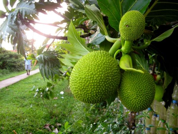 Breadfruit δέντρο εξωτικά δέντρα εξωτικά φρούτα