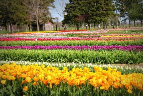 Πολύχρωμο σχέδιο κήπου Gartendeko πάρκο άνοιξη Κάτω Χώρες