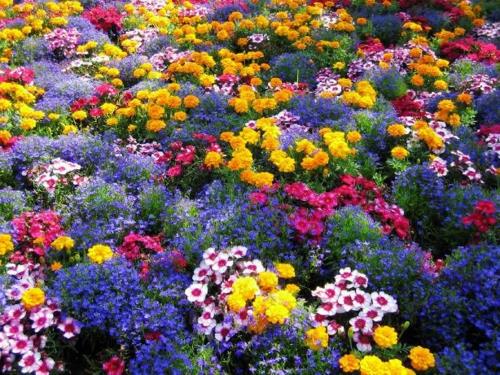 Πολύχρωμο σχέδιο κήπου και διακόσμηση κήπου υπέροχα λουλούδια