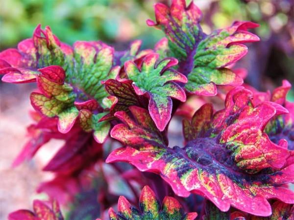 Χρωματιστές συμβουλές φροντίδας τσουκνίδας και ενδιαφέροντα γεγονότα για το πολύχρωμο διακοσμητικό φυτό που τραβά τα μάτια