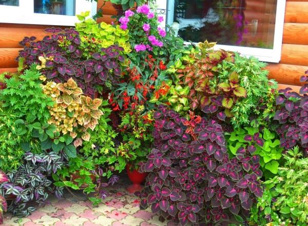 Χρωματιστές συμβουλές φροντίδας τσουκνίδας και ενδιαφέροντα γεγονότα για τις πολύχρωμες ιδέες που τραβούν τα βλέμματα του κήπου, πολύχρωμη τσουκνίδα