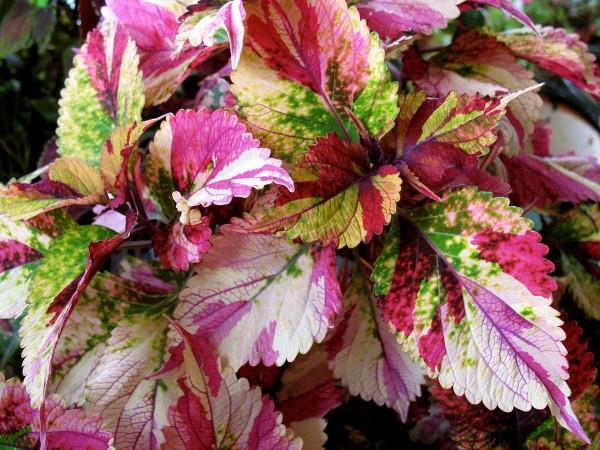 Χρωματιστές συμβουλές φροντίδας τσουκνίδας και ενδιαφέροντα στοιχεία για τις πολύχρωμες ποικιλίες φυτών με δοχεία που τραβούν τα βλέμματα