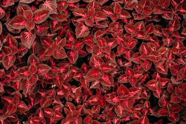 Χρωματιστές συμβουλές φροντίδας τσουκνίδας και ενδιαφέροντα γεγονότα για τον πολύχρωμο πυκνό κήπο με τα πολύχρωμα κόκκινα βιολέτα που τραβούν τα βλέμματα