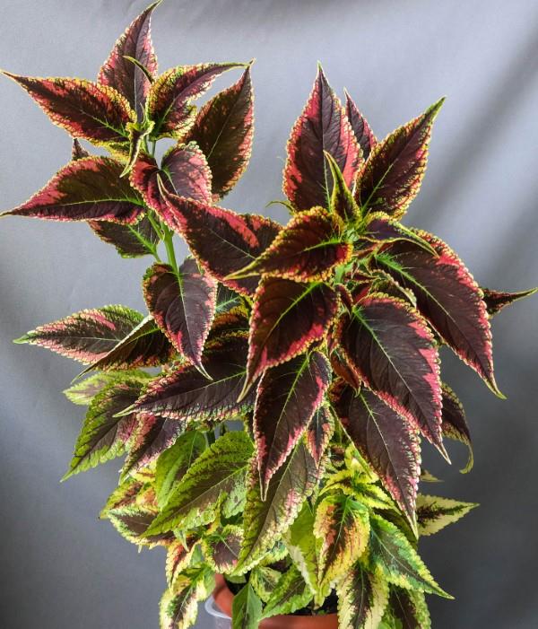 Χρωματιστές συμβουλές φροντίδας τσουκνίδας και ενδιαφέροντα γεγονότα για το πολύχρωμο διακοσμητικό φυτό που τραβάει τα βλέμματα ελκυστικό για αρκετά χρόνια
