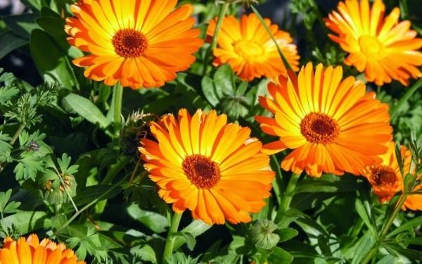 Λιβάδι μελισσών Calendula officinalis