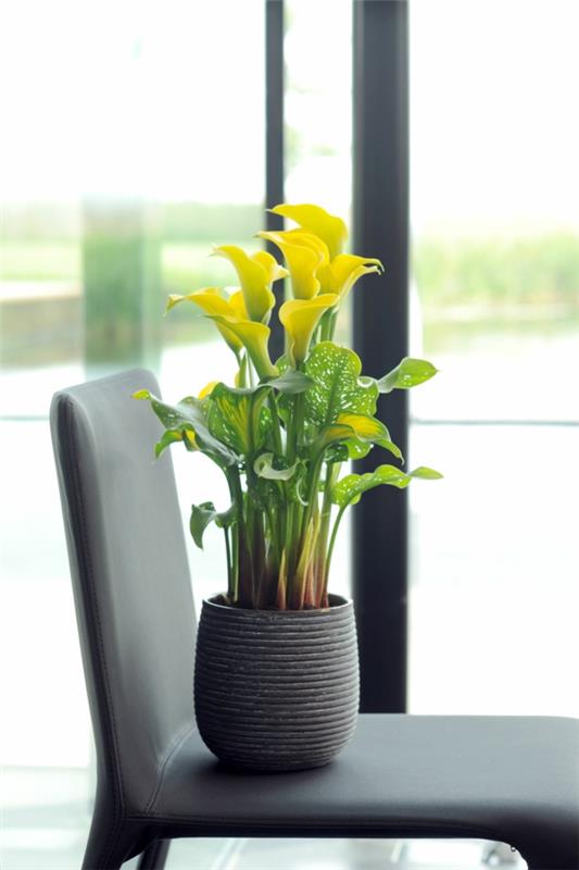 Calla λουλούδι εσωτερικού calla calla φυτό σε γλάστρα