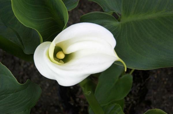 Λουλούδι Calla εσωτερική calla calla care ανθίζει λευκό