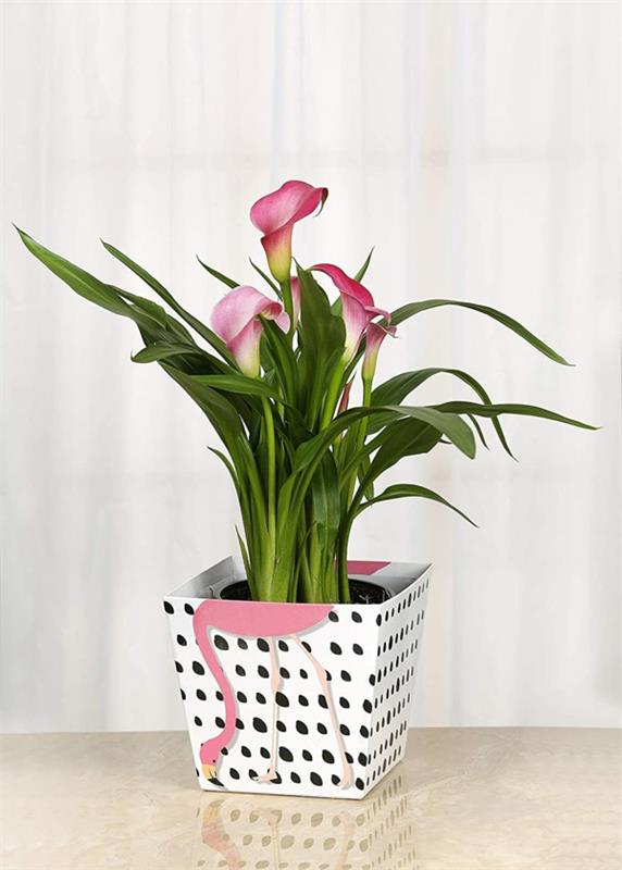 Calla Flower Indoor Calla Potted Pink Calla Flowers