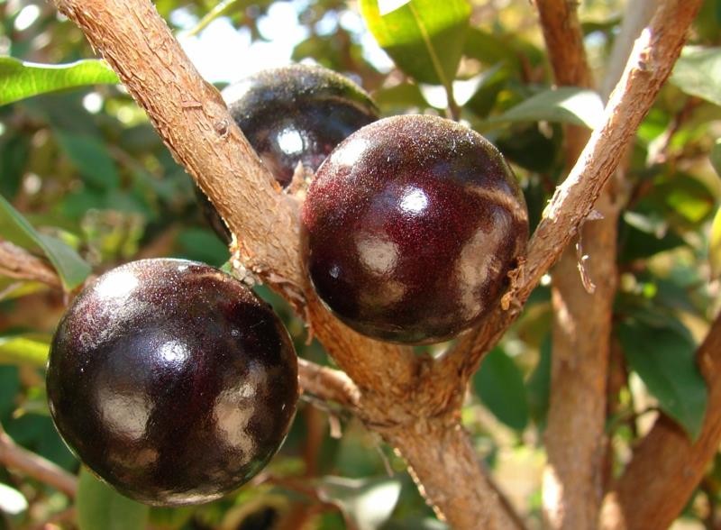 Camu Camu Myrciaria dubia θάμνος σούπερ φρούτο ώριμο μωβ-κόκκινο
