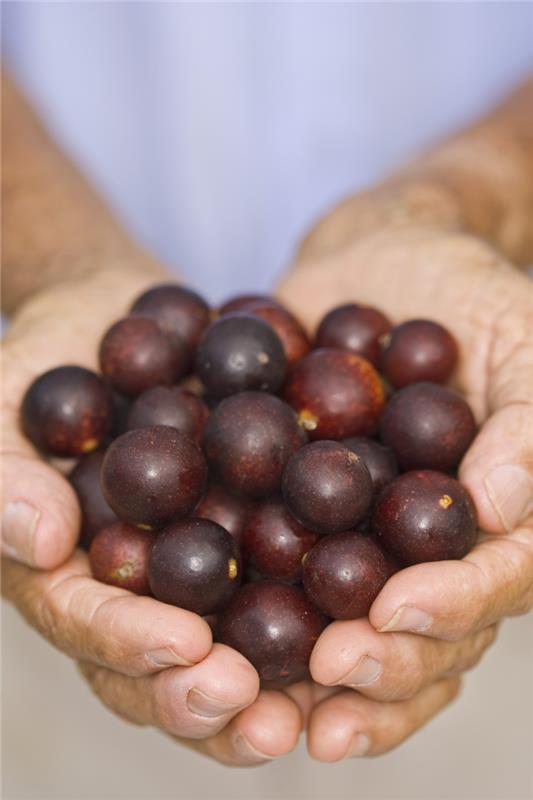 Camu Camu Myrciaria dubia Σούπερ χούφτα φρούτα