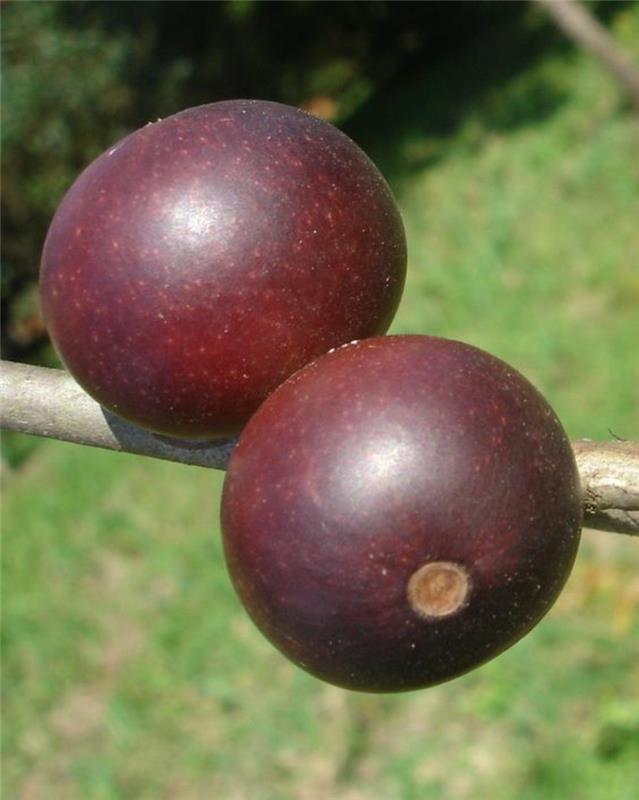 Camu Camu Myrciaria dubia Super φρούτα από τη Βραζιλία και το Περού