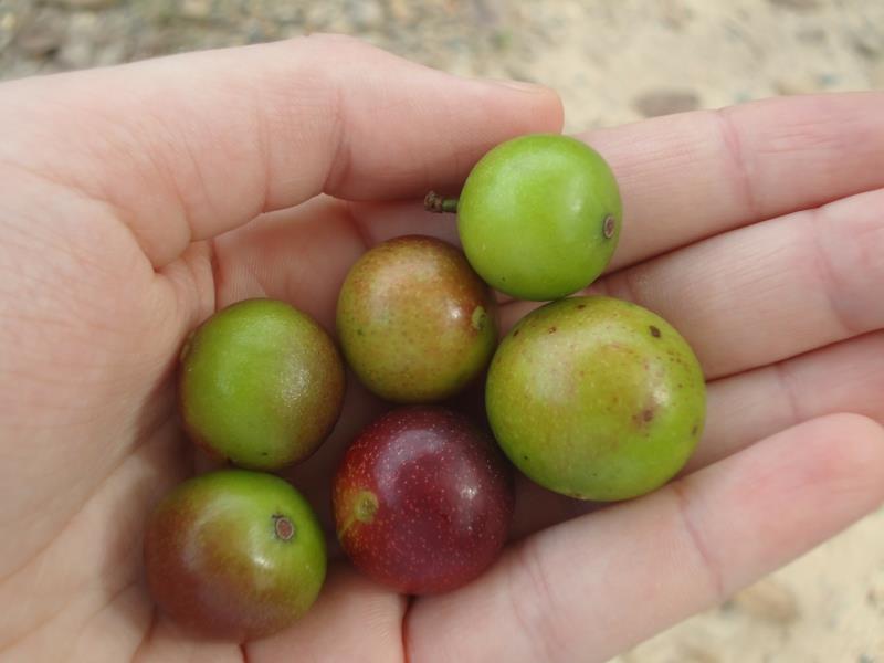Camu Camu Myrciaria dubia Super πράσινο φρούτο