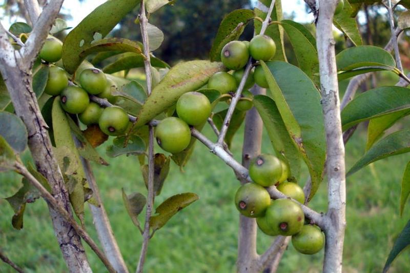 Camu Camu Myrciaria dubia Σούπερ φρούτα που δεν έχουν ακόμη ωριμάσει