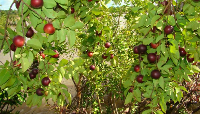 Camu Camu Myrciaria dubia super φρούτο