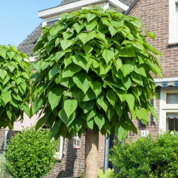 Μπροστινός κήπος με τύμπανο Catalpa bignoides ‘Nana’