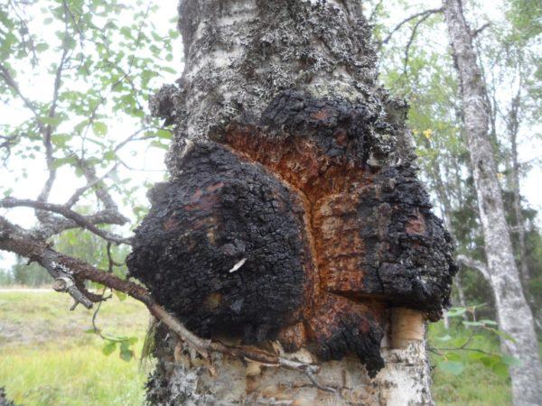 Chaga Tea Nature Tips Healthy Living