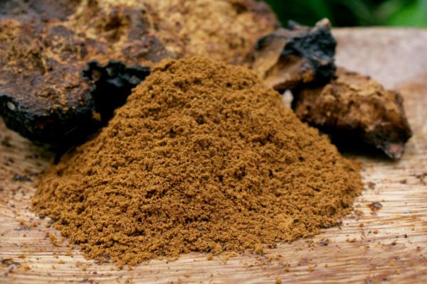 Σκόνη τσαγιού Chaga σκούρο καφέ χρώμα Θεραπευτική δύναμη μανιταριών Chaga από τη φύση