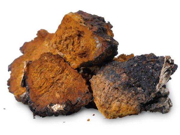 Chaga (Inonotus obliquus) - φαρμακευτικός μύκητας σημύδας