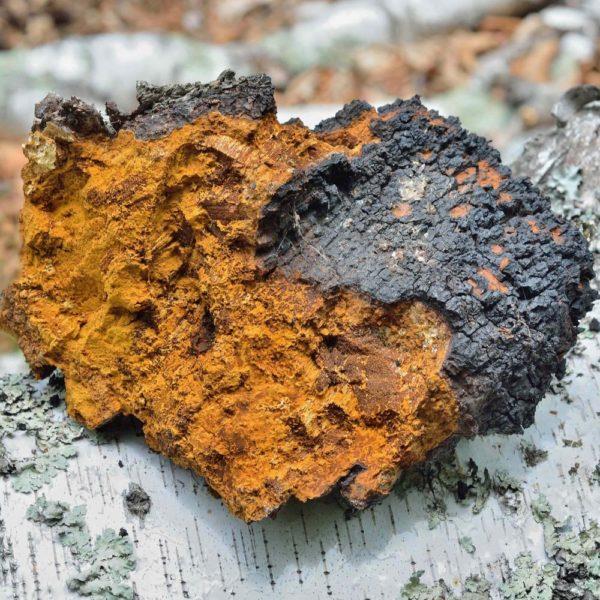 Τσάι Chaga - υπέροχες ιδέες σούπερ φαγητό