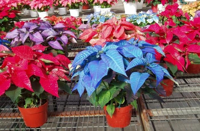 Χριστουγεννιάτικο αστέρι πολλά φυτά σε διαφορετικά χρώματα μια θάλασσα χρωμάτων στο ανθοπωλείο για τα Χριστούγεννα