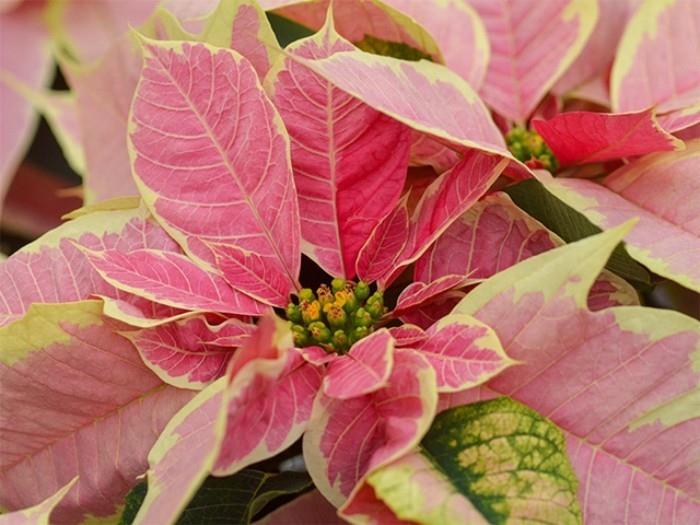 Χριστουγεννιάτικο αστέρι, λεπτά ροζ βράκτια, αλλά τα φύλλα είναι ελαφρώς δηλητηριώδη