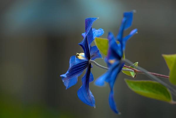 Clematis φροντίδα και ενδιαφέροντα στοιχεία για την ποικιλία clematis blue αρκετά