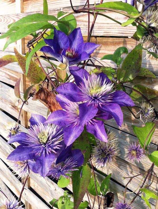 Φροντίδα Clematis και πράγματα που πρέπει να γνωρίζετε για την οθόνη απορρήτου τοίχου clematis μοβ λουλουδιών