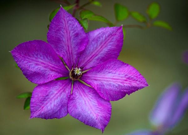 Clematis φροντίδα και ενδιαφέροντα γεγονότα για το clematis μοβ βιολετί ανθίζουν όμορφα