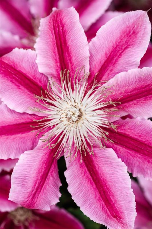 Clematis φροντίδα και πράγματα που πρέπει να γνωρίζετε για το clematis μοβ λευκό λουλούδι μεγάλο