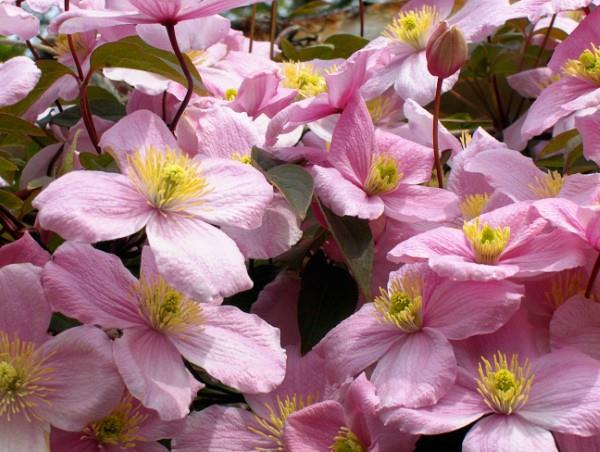 Clematis φροντίδα και ενδιαφέροντα γεγονότα για τα clematis ροζ λουλούδια γεμάτα