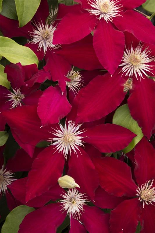 Clematis φροντίδα και ενδιαφέροντα στοιχεία για τα clematis κόκκινα λευκά λουλούδια αρκετά