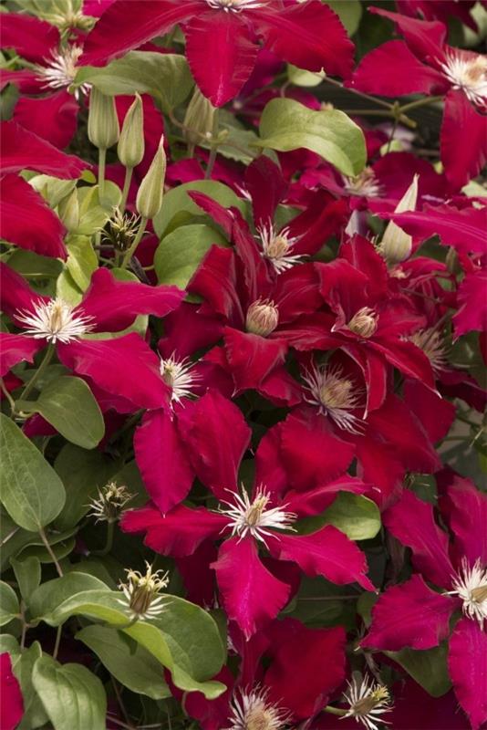 Φροντίδα Clematis και ενδιαφέροντα στοιχεία για την κόκκινη ποικιλία μπορντό clematis