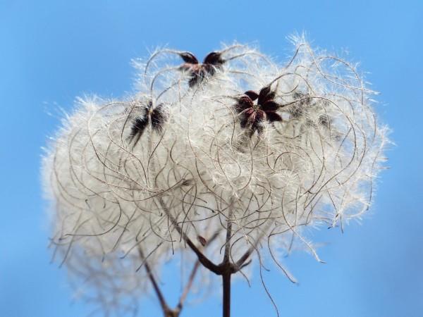 Clematis Care και γεγονότα για τους σπόρους clematis πολλαπλασιάζουν πέτρινους καρπούς