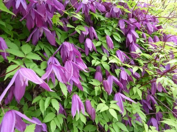 Φροντίδα Clematis και ενδιαφέροντα γεγονότα για την ποικιλία clematis με πεσμένα κεφάλια λουλουδιών