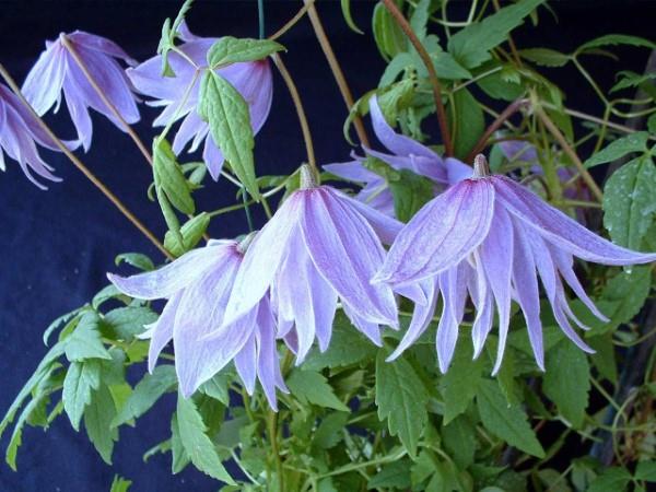 Φροντίδα Clematis και ενδιαφέροντα γεγονότα για την ποικιλία clematis, κρέμονται μοβ