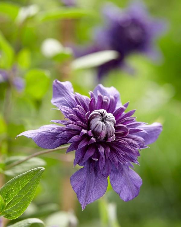 Φροντίδα Clematis και ενδιαφέροντα στοιχεία για την ποικιλία βιολετί clematis υπέροχη