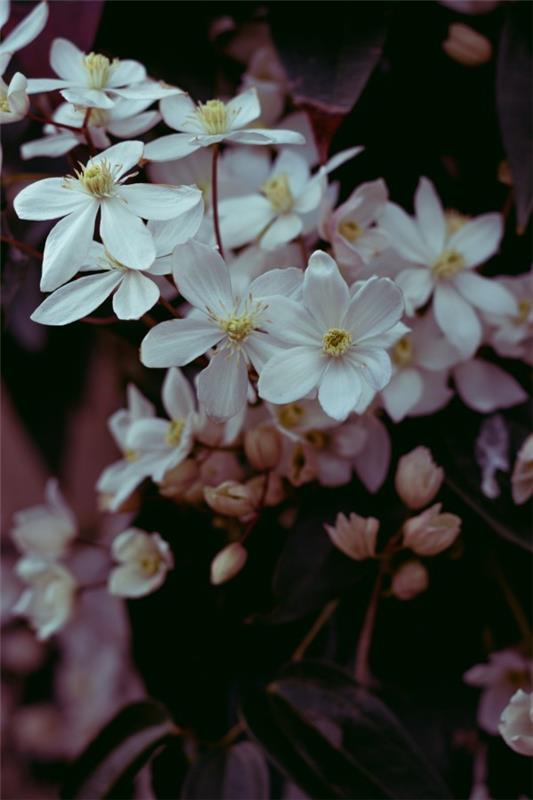 Φροντίδα Clematis και ενδιαφέροντα γεγονότα για το λευκό άνθος clematis μαγικά όμορφο