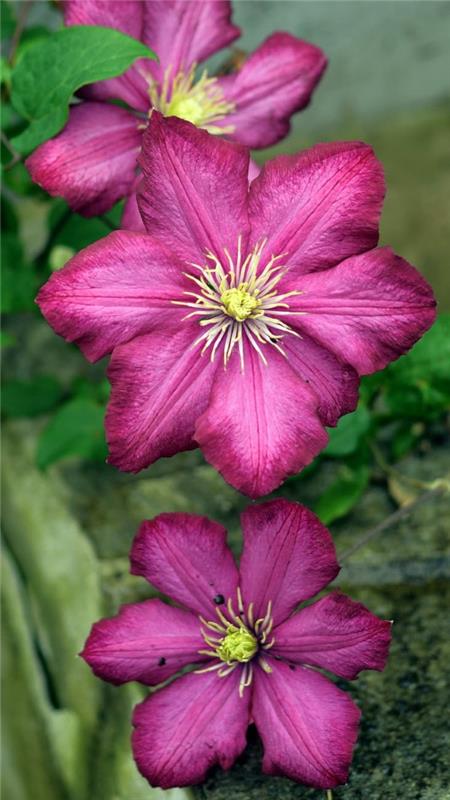 Φροντίδα Clematis και ενδιαφέροντα γεγονότα για τις υπέροχες ποικιλίες μωβ clematis