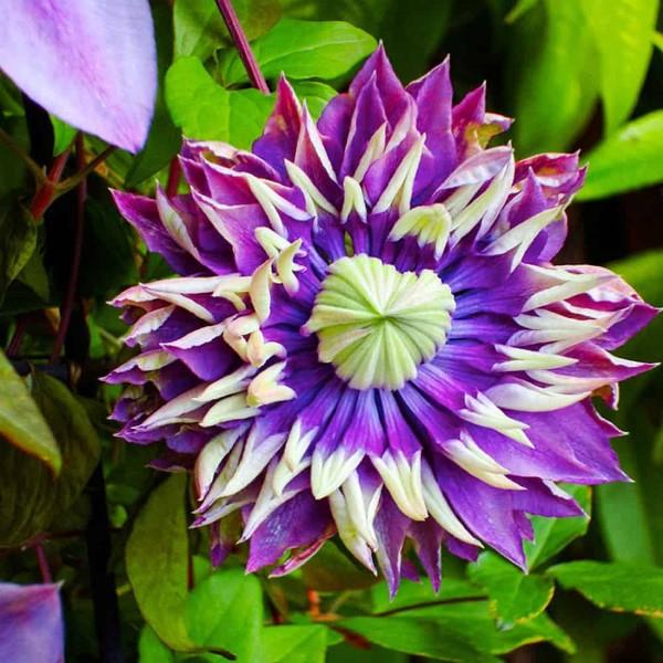 Φροντίδα Clematis και ενδιαφέροντα στοιχεία για την ποικιλία clematis δίχρωμη
