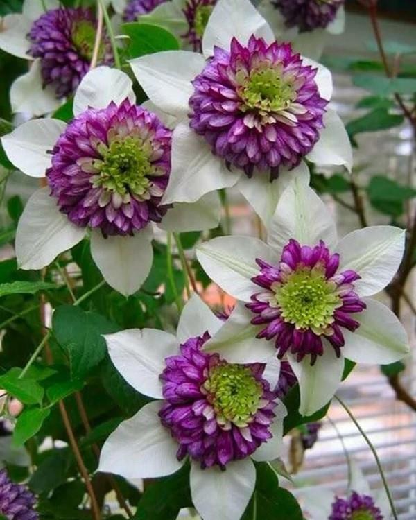 Φροντίδα Clematis και ενδιαφέροντα στοιχεία για τις δίχρωμες ποικιλίες clematis μοβ λευκό