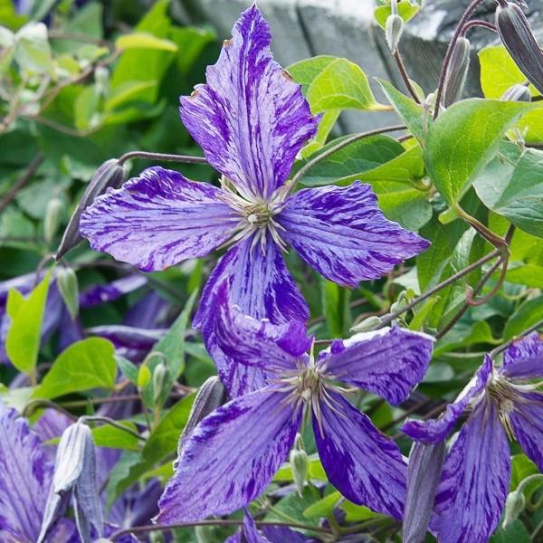 Φροντίδα Clematis και γεγονότα σχετικά με τις ποικιλίες clematis σε δύο τόνους ιώδες λευκό