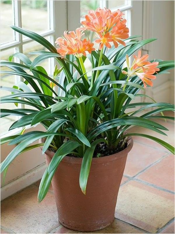 Clivia miniata φυτά εσωτερικού χώρου ανθισμένα klivia