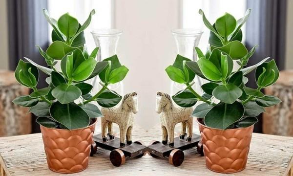 Clusia Rosea γλάστρες ιδέες διακόσμησης φυτών αυτόγραφο φυτό εσωτερικού δέντρου
